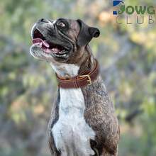 Pet Basic Dog Collars - Dark Brown - View 4