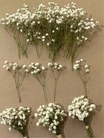 20/50/100pcs Dried Flowers White Mini Dried Babys Breath Gypsophila Decorative Flowers For Vases, Weddings, Home, Office, Party, Garden, Card Making, DIY Gifts Birthday Graduation