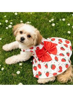 อุปกรณ์สัตว์เลี้ยง 