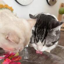 互动猫玩具，LED机器人鱼，水激活游泳模拟器，电池供电可爱宠物鱼，注意：鱼的颜色随机 - 彩色 - 查看 3