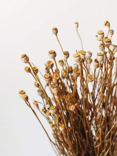 10/20 buc plante uscate albe și maro, flori uscate, decor buchet floral abstract, decor vază, decor nuntă, DIY