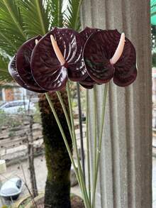 3支仿真红掌百合花（黑红相间），配以仿真红火烈鸟花、蕾丝叶和尾状花。适用于婚礼、办公室、派对、酒店、家居餐桌装饰、春季房间装饰、餐桌摆设、季节性装饰、户外露台装饰、DIY项目、房间装饰美学、婚礼装饰、墙面装饰、厨房装饰以及情人节礼物。 - 彩色 - 查看 5