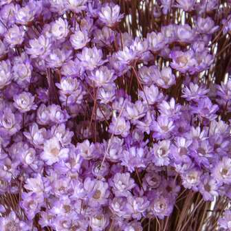 31/61/101/201pcs Natural Brazilian Starflower & Chamomile Dried Flowers - 100% Plant Material, 0.3-0.5 Inch Mini Blooms, 15 Inch Length, Wedding Floral, Home Decor, Valentine's Day Gift