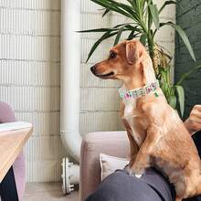 Lionheart Glory Dinosaur Pattern Cute Dog Collar, Adjustable Pet Collar Suitable For Spring/Summer, Unisex Pet Gift - Dark Green - View 6