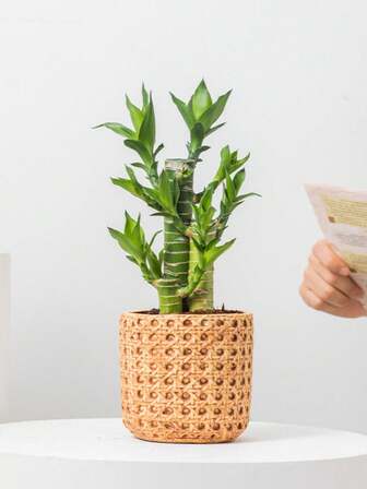 1 件（高 4.1 英寸 * 宽 4.3 英寸）柳条花瓶/水泥花盆，北欧复古风格，高性价比小型多肉植物和盆栽植物容器，适合花园装饰，提升家居氛围。