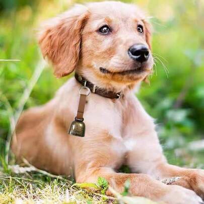 Craft Bells Small Brass Bells For Crafts Vintage Bells With Spring Hooks, Hanging For Wind Chimes Housebreaking Making, Dog Potty Training Doorbell, Wedding Decor, DIY Decoration,Seasonal Decor, Multi-Use For Halloween, Easter, Thanksgiving - Country Holidays, Pets & Livestock,Women Valentine Gift, Birthday Boyfriend Girlfriend,Home Decor ,Room Decor,Wall Decor. Decorations Christmas