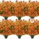Naranja verdoso