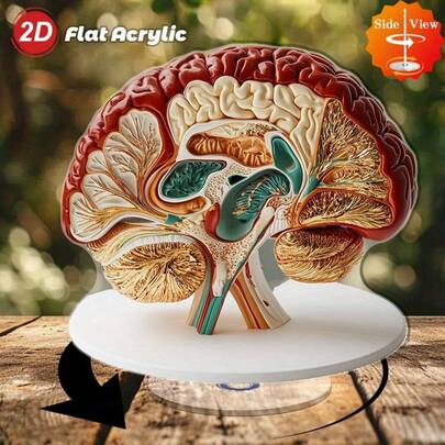 2D plano, (grosor de 0,3 cm) decoración de escritorio acrílica giratoria con modelos anatómicos del cerebro vívidos para relajación y exhibición educativa, juego de 1, apto para uso diario, oficina o exhibición de arte, 2D plano