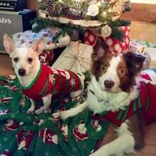 Pet Sweaters - Multicolor - View 4