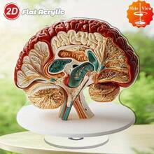 2D平面（0.3厘米厚）可旋转亚克力桌面摆件，逼真的解剖脑模型，可用于放松和教育展示，一套1个，适合日常使用、办公或艺术展示，2D平面 - 彩色 - 查看 4