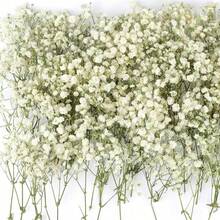 迷你满天星干花束，手工DIY套装 - 多用途工艺套装，可用于花瓶填充、制作扇子、相框、香薰、蜡烛、漂浮瓶和卡片