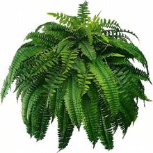 Artificial Boston Fern Plants UV- Resistant Fake Fern Greenery For Home, Office, Porch, Garden Decoration Artificial Boston Ferns With 21/ 28/ 38 Leaves Artificial Plants Indoor And Outdoor Home Decoration - 綠色 - 查看 10