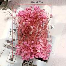 迷你满天星干花束，手工DIY套装 - 多用途工艺套装，可用于花瓶填充、制作扇子、相框、香薰、蜡烛、漂浮瓶和卡片