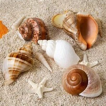 5PCS Large Hermit Crab Shells Natural Sea Conch Size 2.8 Inch - 3.9 Inch, Opening Size 1.5 Inch - 2.5 Inch Seashells Hermit Crab Supplies And Beach Decoration Large Sea - 5pcs Large Shells Size: 2.8" - 3.9" - View 3