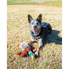 Plush Duck Squeaky Dog Toy With Honker For Puppies - 1 - Xem 4