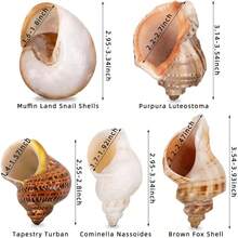 5PCS Large Hermit Crab Shells Natural Sea Conch Size 2.8 Inch - 3.9 Inch, Opening Size 1.5 Inch - 2.5 Inch Seashells Hermit Crab Supplies And Beach Decoration Large Sea - 5pcs Large Shells Size: 2.8" - 3.9" - View 4