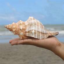天然贝壳、海螺壳、天然红螺旋螺、羊角螺、鱼缸装饰、水族箱造景、寄居蟹和带声音的海螺壳 - 彩色 - 查看 3