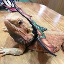 Reptile Harness With Wings - Leather Lizard Leash For Outdoor Travel, Suitable For Chameleons And Small Pets