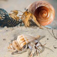 5PCS Large Hermit Crab Shells Natural Sea Conch Size 2.8 Inch - 3.9 Inch, Opening Size 1.5 Inch - 2.5 Inch Seashells Hermit Crab Supplies And Beach Decoration Large Sea - 5pcs Large Shells Size: 2.8" - 3.9" - View 6