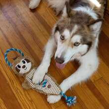 Outward Hound Ropiez Rope Interactive Dog Tug Toy For Tugging Squeaky Fun, 154 Inch Giraffe, Yellow, Small - MàuD - Xem 6