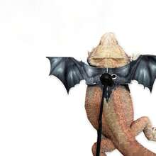 Reptile Harness With Wings - Leather Lizard Leash For Outdoor Travel, Suitable For Chameleons And Small Pets