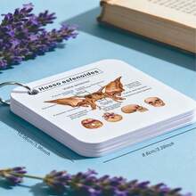 Tarjetas de estudio de flashcards del sistema esquelético en español, tarjetas de anatomía ósea humana para enfermería, estudiantes, la guía definitiva sobre la estructura y la identificación de los huesos humanos, tarjetas de flashcards de anatomía del esqueleto, NCLEX - Multicolor - Ver 5