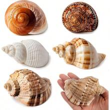 5PCS Large Hermit Crab Shells Natural Sea Conch Size 2.8 Inch - 3.9 Inch, Opening Size 1.5 Inch - 2.5 Inch Seashells Hermit Crab Supplies And Beach Decoration Large Sea - 5pcs Large Shells Size: 2.8" - 3.9" - View 2