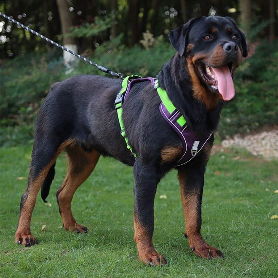 No Pull Dog Harness Durable Pet Harness Vest With Control Handle For Medium Large Dogs Walking Training Harnesses - Màu tím - Xem 1