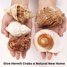 5PCS Large Hermit Crab Shells Natural Sea Conch Size 2.8 Inch - 3.9 Inch, Opening Size 1.5 Inch - 2.5 Inch Seashells Hermit Crab Supplies And Beach Decoration Large Sea - 5pcs Large Shells Size: 2.8" - 3.9" - View 5