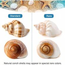 5PCS Large Hermit Crab Shells Natural Sea Conch Size 2.8 Inch - 3.9 Inch, Opening Size 1.5 Inch - 2.5 Inch Seashells Hermit Crab Supplies And Beach Decoration Large Sea - 5pcs Large Shells Size: 2.8" - 3.9" - View 8