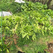 Pflanzenhüllen - Verschiedenfarbig - Übersicht 7