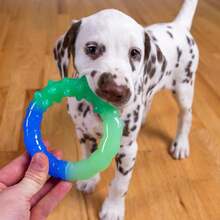 Outward Hound 2-In-1 Dental Dog Chew Wheel Ring &Amp; Rope Tug Toy For Teething Puppies &Amp; Dogs, Mint-Scented &Amp; Teeth-Cleaning, 9-Inch, Purple - MàuF - Xem 7