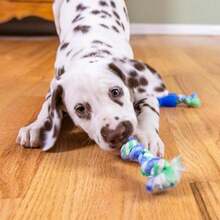 Outward Hound 2-In-1 Dental Dog Chew Wheel Ring &Amp; Rope Tug Toy For Teething Puppies &Amp; Dogs, Mint-Scented &Amp; Teeth-Cleaning, 9-Inch, Purple - ColorE - 查看 7
