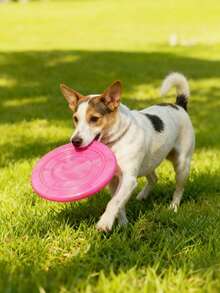 1pc/2pcs/3pcs/5pcs Soft Non-Slip Dog , Silicone Game Disc, Anti-Chew Dog Toy, Christmas Gift For Pets, Puppy Training Interactive Fun Dog Supplies, Random Color, Not Suitable For Aggressive Chewing Dogs - Multicolor - View 11