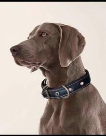 EstiloGenéRico Collar De Cuero Premium Para Perro, Interior De Terciopelo, Resistente, Elegante, Negro, No Irrita La Piel (Mediano).VersióN Mejorada - 1 - Ver 5