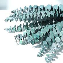 5/10/15/20pcs Eucalyptus Leaves In Multi-Color Preserved Eucalyptus Branches, DIY Flower Arrangement, Family Wedding Anniversary Decoration - Multicolor - View 3