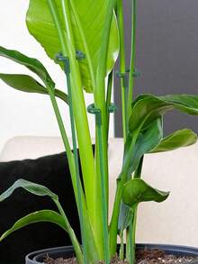 1 pièce - Supports de plantes, supports de pot de fleurs en forme de tiges de soutien pour plantes, tuteur en mousse pliable pour plantes grimpantes d'intérieur - Piquets pour grimpeurs en pot - Grands bâtons de treillis d'intérieur pour plantes d'intérieur - Accessoires - Multicolore - Voir 3