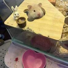 4件套心形仓鼠食盆和水杯 - 耐用塑料防倾倒设计，多种颜色可选，适用于兔子、沙鼠、猫、狗 - 小型宠物食盆和饮水器，仓鼠配件，活泼宠物用品，易于清洁材质，宠物喂食器，小型宠物配件，仓鼠食盆，豚鼠配件 - 彩色 - 查看 3