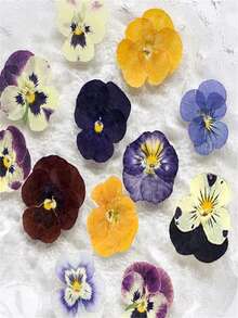 32/64 片干压三色堇花，紫色、蓝色、黄色、白色，适用于树脂 DIY 艺术、珠宝、蜡烛和肥皂制作 - 彩色 - 查看 8