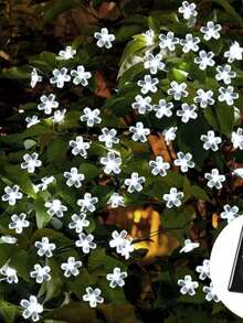 1 Pack Solar Powered Fairy String Lights, Waterproof Outdoor Solar Flower Lights, 20/50/100 LED Solar Blossom String Lights - 8 Lighting Modes, Suitable For Garden, Yard, Fence, Christmas Tree, Etc. To Create Ambiance. Can Be Used For Outdoor Patio, Balcony, Fence, Stairs, Lawn Decor, Christmas, Halloween, New Year And Other Holiday Decorations (Multi-Color/Purple/Warm White/White)