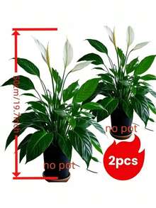 Bộ cây nhiệt đới nhân tạo: Được thiết kế với khả năng chống tia UV và chống thấm nước, phù hợp cho môi trường ngoài trời và ẩm ướt. Những cây và hoa xanh sống động như thật này được làm từ chất liệu PE/PVC chất lượng cao, mang đến vẻ đẹp rực rỡ cho đạo cụ chụp ảnh, trang trí nhà cửa, phông nền đám cưới hoặc không gian căn hộ. - Nhiều màu - Xem 3