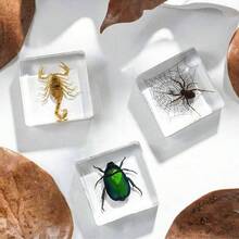 1 pieza Sujetalibros de resina con insecto animal, colección de talla grande de 100 modelos únicos de escarabajo, araña, escorpión, hormiga, mariquita, saltamontes, pulpo, mariposa, libélula, escarabajo rinoceronte, abeja, escarabajo pelotero, luciérnaga, modelo de insecto, artesanía, exhibición educativa - Muestra de insecto cuadrada de 3,8 cm. - Ver 5