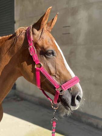 TGW RIDING 1 st elegant hästhalsband, rem i minnestyg, slät, icke-slitande mot hästens ansikte, design med 3 remmar och glänsande strass, lyser starkt i solljus eller ljus, finns i storlekarna liten/mellan/stor