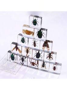 1 pieza Sujetalibros de resina con insecto animal, colección de talla grande de 100 modelos únicos de escarabajo, araña, escorpión, hormiga, mariquita, saltamontes, pulpo, mariposa, libélula, escarabajo rinoceronte, abeja, escarabajo pelotero, luciérnaga, modelo de insecto, artesanía, exhibición educativa - Muestra de insecto cuadrada de 3,8 cm. - Ver 10