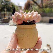 6pcs Mini Ceramic Succulent Planter Pots, With Drainage Holes, Suitable For Succulents, Cacti, And Aquatic Plants Aquarium Decor - Multicolor - View 3