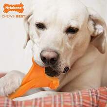 Nylabone NY83185 Dura Chew Axis Bone Dog Chew Toy(Hueso del eje) - Multicolor - Ver 3