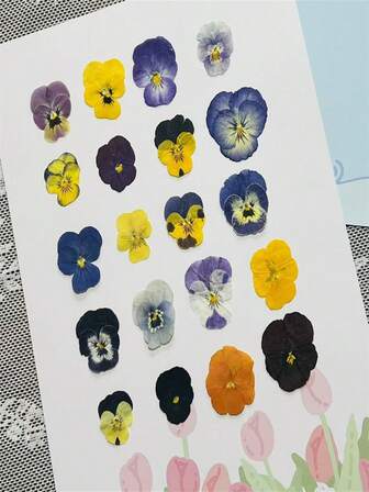 64 st/32 st blandade naturliga torkade blommor, pressade växtexemplar av äkta blommor, kan användas som bokmärken, ornament, tvål, mobiltelefonskal, spegeldekoration, limdroppar och andra förnödenheter. Mycket lämplig för kvinnor, födelsedagspresenter till mor, julklappar, presenter från klasskamrater och lärare.