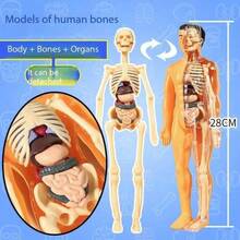 1pc Detachable Human Skeleton Anatomy Model With Organs, Medical Science Educational Tool For Assembling Full Body Structure And Understanding Internal Organs, Self-Assembly Required - Multicolor - View 4