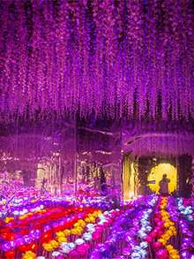 Juego de 12 piezas de flores colgantes de glicina artificial, decoración del hogar, fiestas de bodas - Rojo violeta - Ver 9