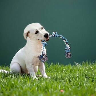 3 piezas Juguete de cuerda para perros, juguetes masticables duraderos para perros masticadores agresivos, juego interactivo de tira y afloja y limpieza dental para mascotas de razas pequeñas a medianas, se entregarán colores y longitudes aleatorias, con longitudes de 25 cm/9.84 pulgadas a 40 cm/15.74 pulgadas